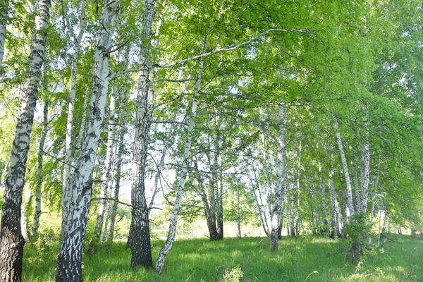 Birch forest — Stock Photo, Image