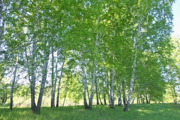 Berk bos — Stockfoto