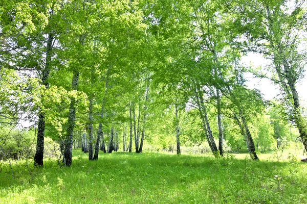 Ліс берези — стокове фото