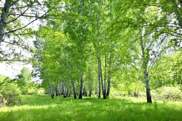 Březový les — Stock fotografie