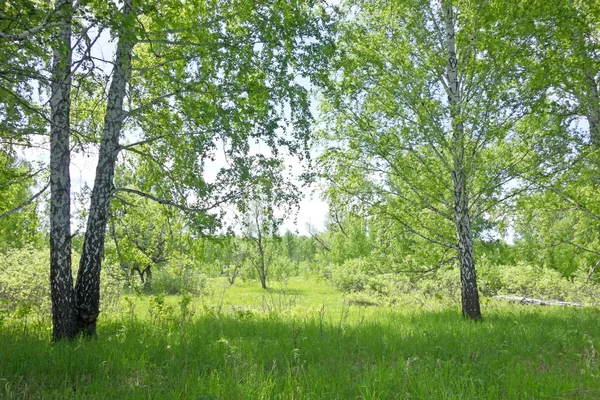 Bosque de abedul — Foto de Stock