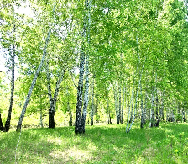 Bosque de abedul — Foto de Stock