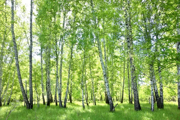 Berk bos — Stockfoto