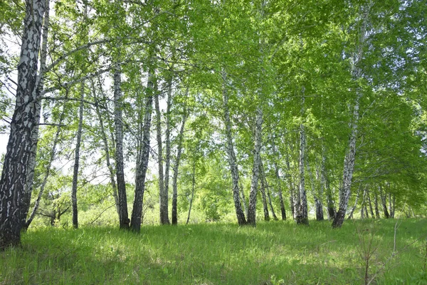 Brzozowy las — Zdjęcie stockowe