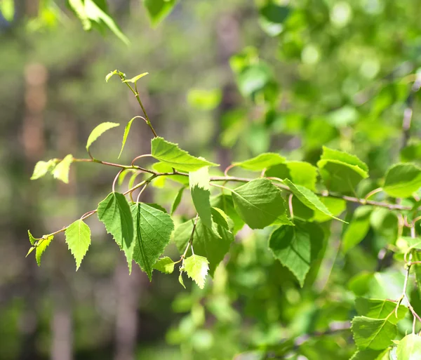 Huş ağacı yaprakları — Stok fotoğraf