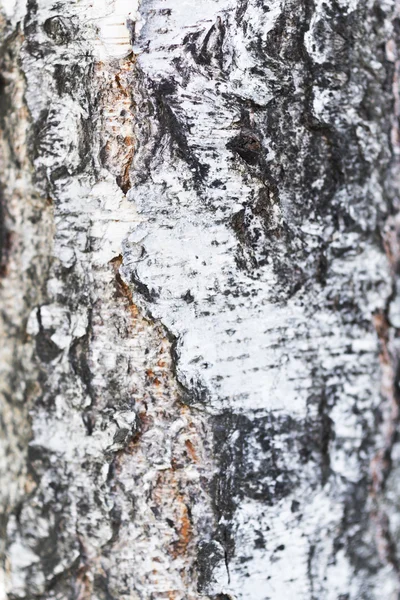 Birch bark — Stock Photo, Image