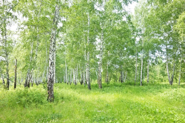 Ліс берези — стокове фото