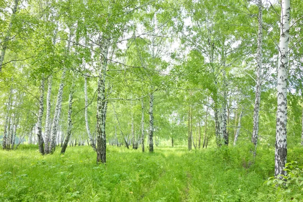 白樺の森 — ストック写真
