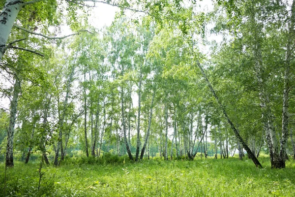 Birch forest — Stock Photo, Image