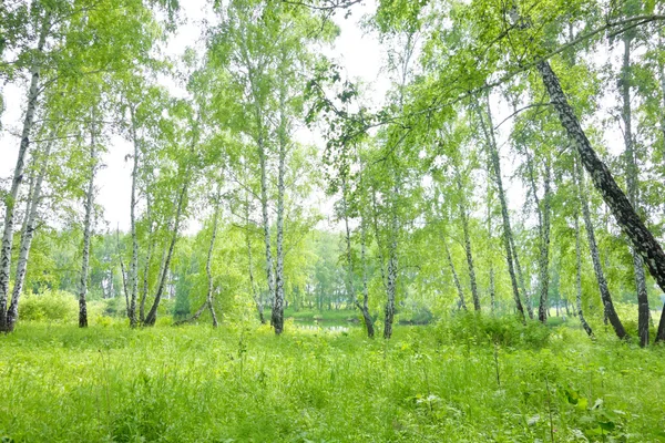 Bosque de abedul — Foto de Stock