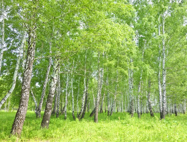 Bosque de abedul — Foto de Stock