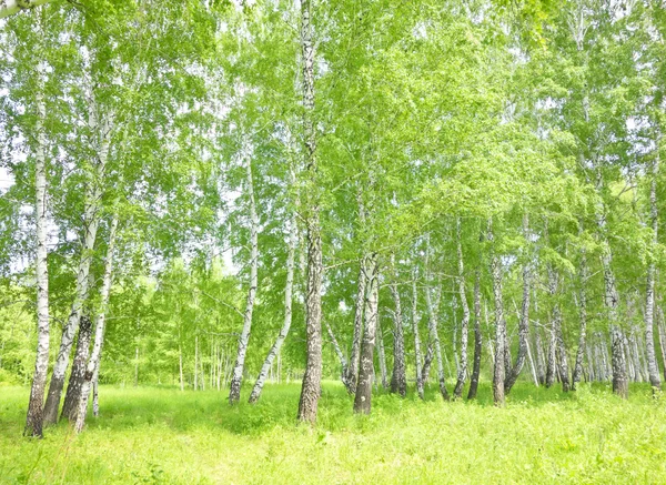 Березовый лес — стоковое фото