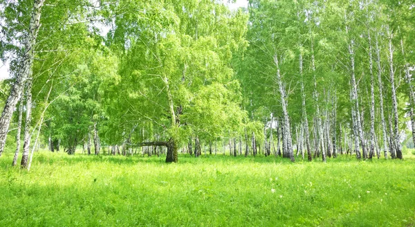 Birch forest — Stock Photo, Image