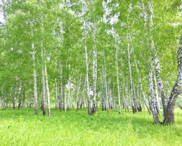 Floresta de vidoeiro — Fotografia de Stock