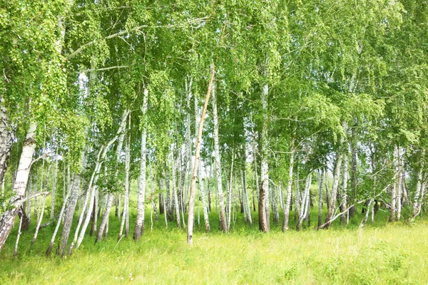 Bosque de abedul — Foto de Stock