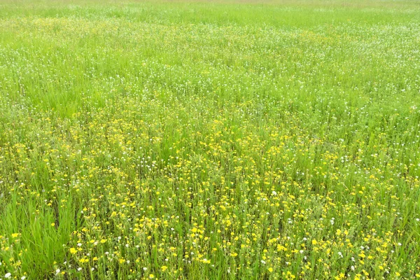 Feld-Sommerblumen — Stockfoto