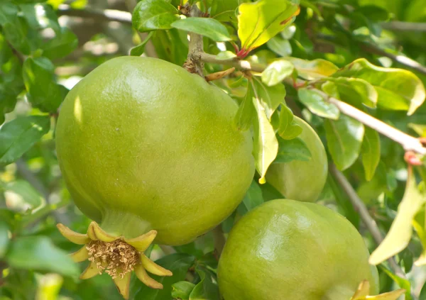 Unripe pomegranate — Stock Photo, Image
