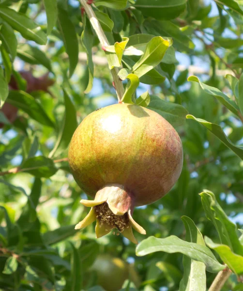 Nezralá granátová jablka — Stock fotografie