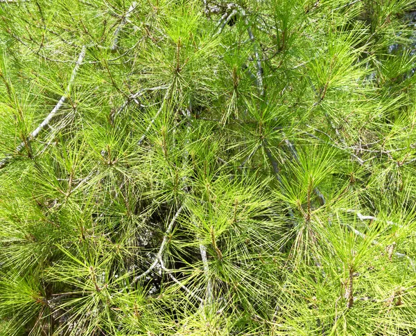 Pinares mediterráneos — Stok fotoğraf