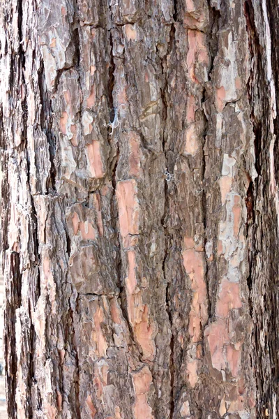 Pine bark — Stock Photo, Image
