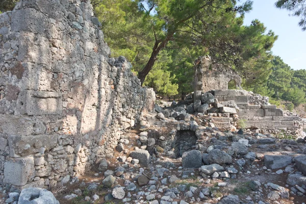 Φασηλίδα — Φωτογραφία Αρχείου