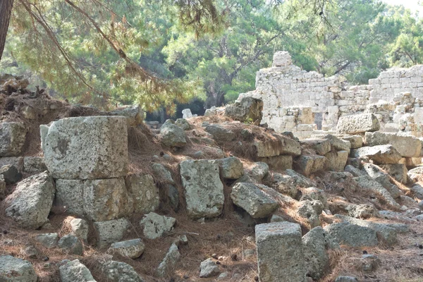 Φασηλίδα — Φωτογραφία Αρχείου