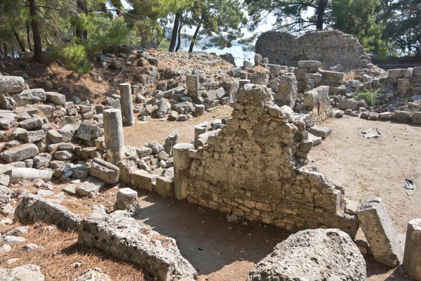 Φασηλίδα — Φωτογραφία Αρχείου