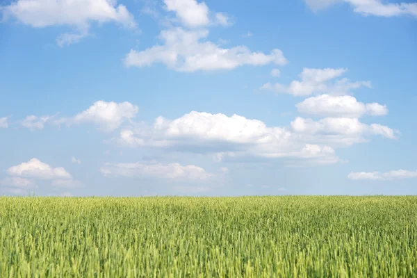 Weizenfeld — Stockfoto