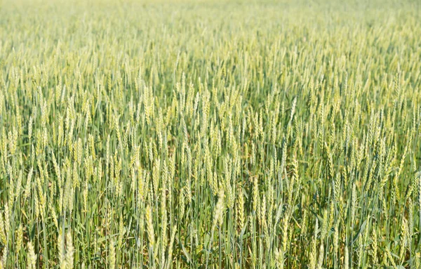 Wheat — Stock Photo, Image