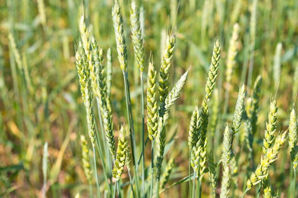 Wheat — Stock Photo, Image