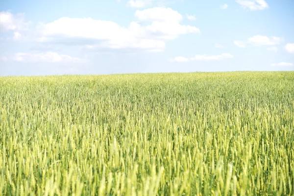 Wheat field — Stock Photo, Image