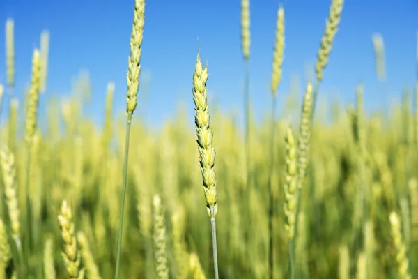 Wheat field — Stock Photo, Image