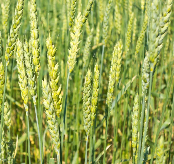 Trigo verde — Fotografia de Stock