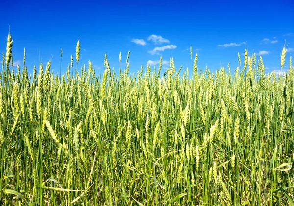 Campo de trigo — Foto de Stock