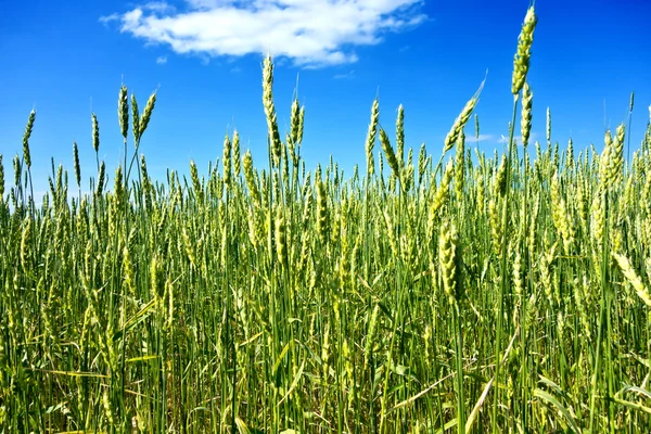 Campo de trigo — Foto de Stock