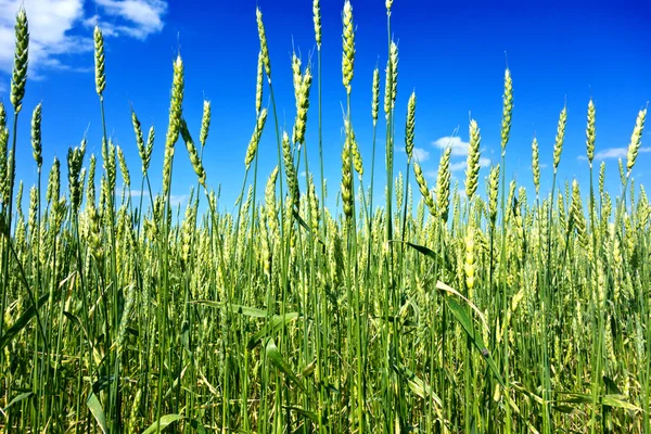 Campo de trigo — Foto de Stock