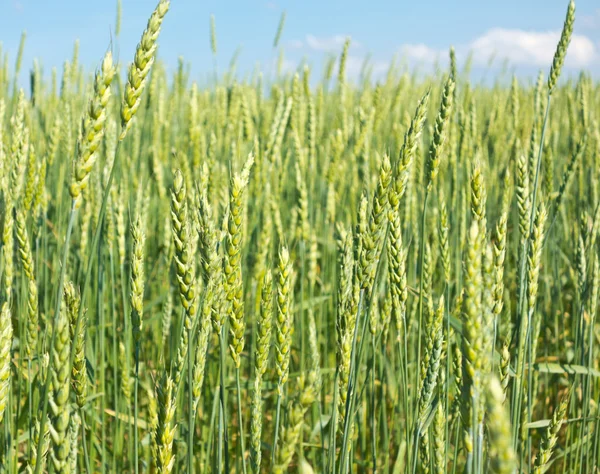 Campo de trigo — Foto de Stock