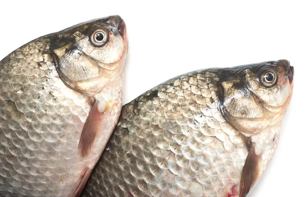Two crucian carps — Stock Image Two crucian carps Stock Photo
