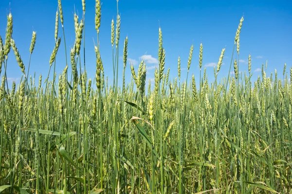 Wheat field Royalty Free Stock Photos