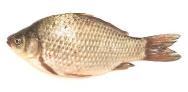 sazan balığı.