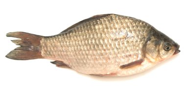 sazan balığı.