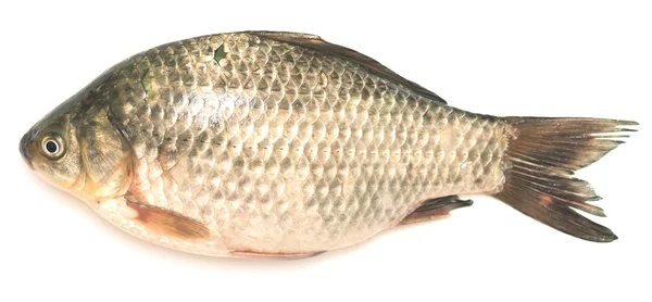 Crucian carp — Stock Photo, Image