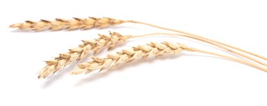 Beyaz buğday kulaklara