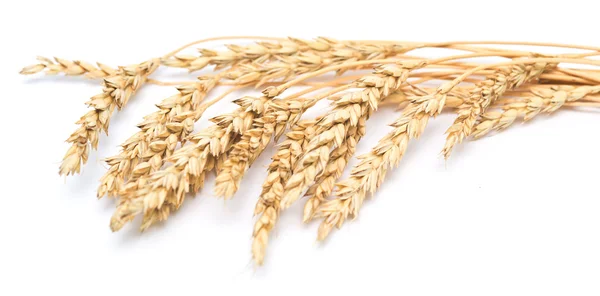 Wheat on white — Stock Photo, Image