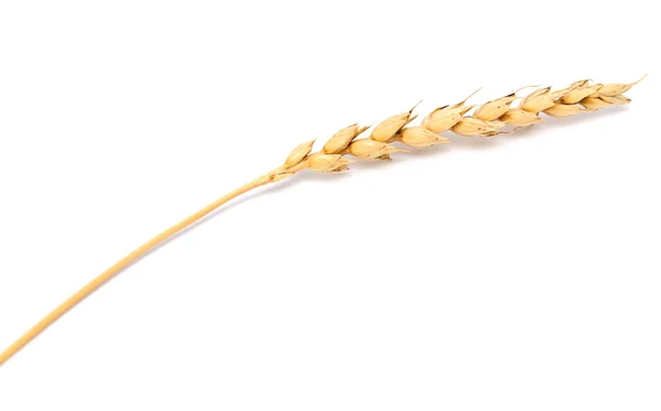 Espigas de trigo sobre blanco — Foto de Stock