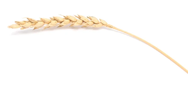 Orelhas de trigo em branco — Fotografia de Stock