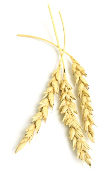 Wheat ears on white — Stock Photo, Image