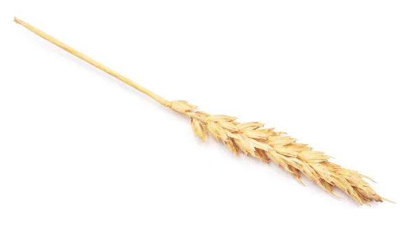Ucho pšenice — Stock fotografie