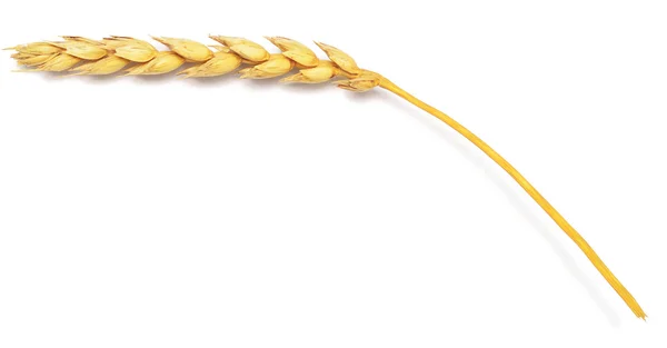 Ear of wheat — Stock Photo, Image