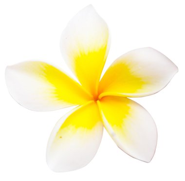 Frangipani kadar kapatın